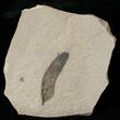 Fossil Caesalpinia Leaf - Green River Formation #16324-1